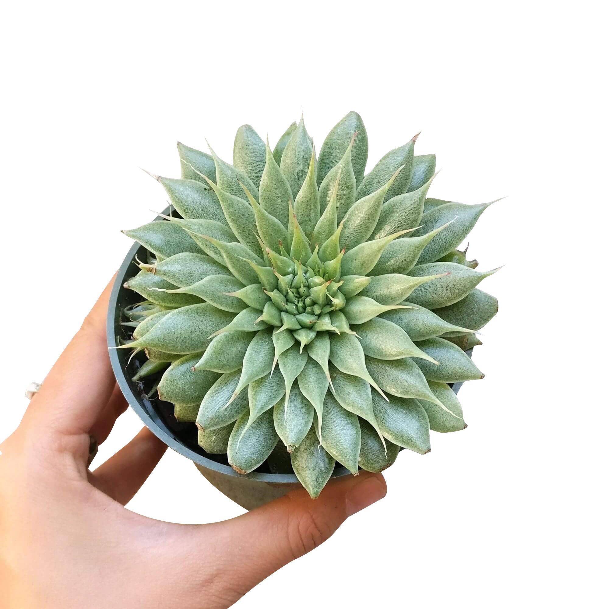 succulent that looks like a star Graptoveria Silver Star Succulent For Sale