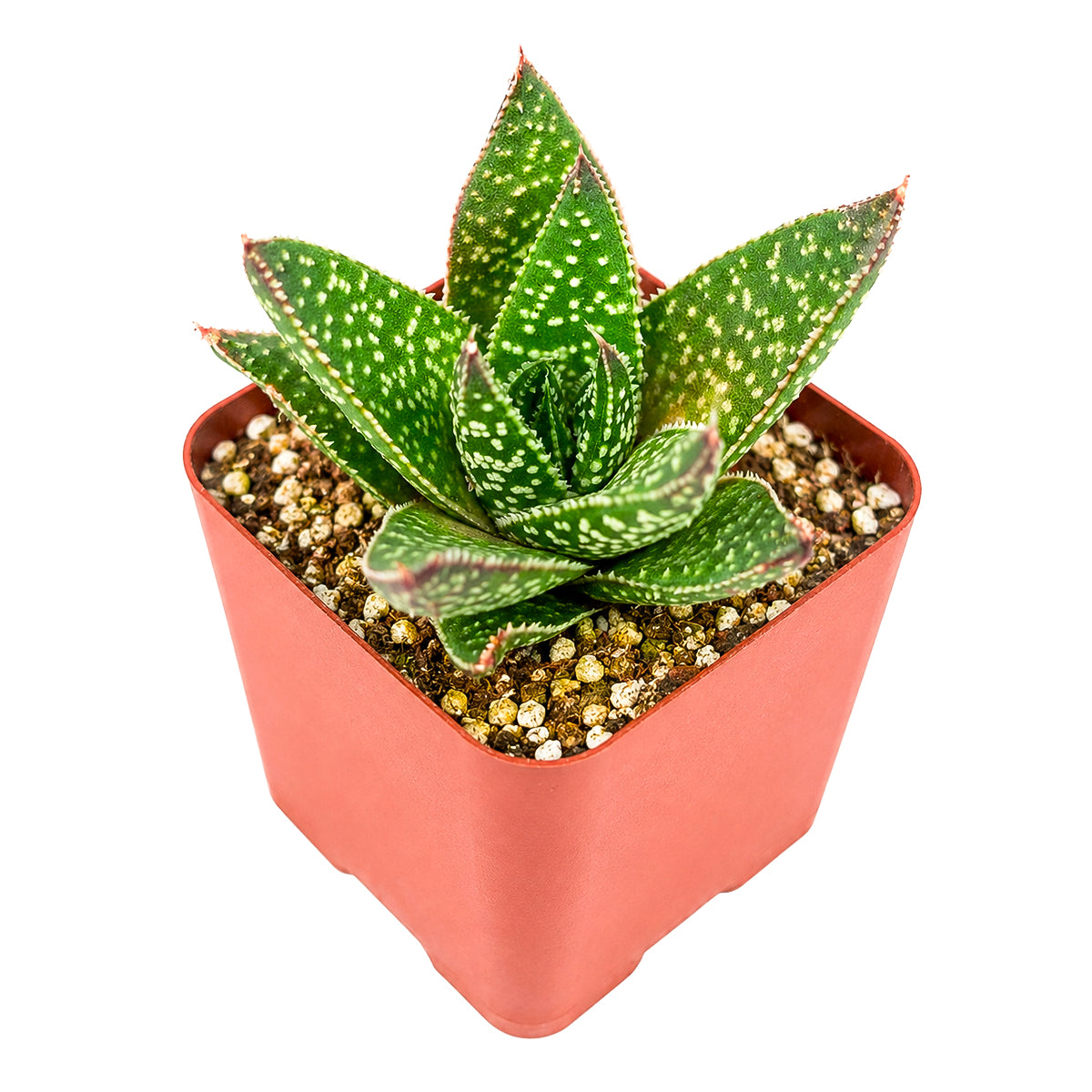 6 inch Gasteraloe beguinii for sale. Gasteraloe beguinii is a hardy succulent admired for its compact growth and beautifully textured foliage that brings lasting beauty to any indoor setting. It prefers bright, indirect light, well-draining soil, and minimal watering to maintain healthy growth. This low-maintenance succulent is perfect for succulent lovers, collectors, or anyone looking to add a unique plant to their collection.