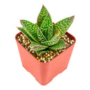 6 inch Gasteraloe beguinii for sale. Gasteraloe beguinii features attractive fleshy foliage with distinctive patterns that bring texture and visual interest to any indoor space. It grows best in bright light with fast-draining soil and is highly drought-tolerant once established. This low-maintenance succulent is ideal for succulent collections, desks, or sunny windowsills.