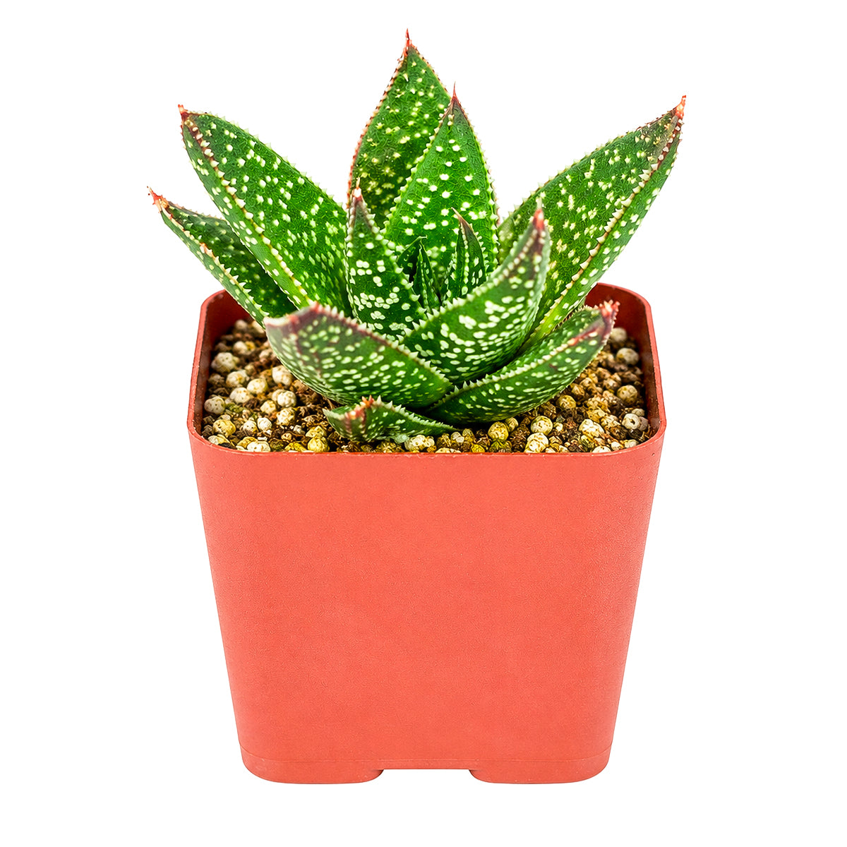 Buy 6 inch Gasteraloe beguinii online. Gasteraloe beguinii is an elegant succulent featuring thick, patterned leaves that create a striking focal point in any indoor plant collection. It grows well in bright light with fast-draining soil and needs only occasional watering to flourish. This durable succulent is ideal for home décor, office spaces, or decorative succulent arrangements.