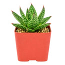 6 inch Gasteraloe beguinii for sale. Gasteraloe beguinii features attractive fleshy foliage with distinctive patterns that bring texture and visual interest to any indoor space. It grows best in bright light with fast-draining soil and is highly drought-tolerant once established. This low-maintenance succulent is ideal for succulent collections, desks, or sunny windowsills.
