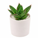 6 inch Gasteraloe beguinii for sale. Gasteraloe beguinii features attractive fleshy foliage with distinctive patterns that bring texture and visual interest to any indoor space. It grows best in bright light with fast-draining soil and is highly drought-tolerant once established. This low-maintenance succulent is ideal for succulent collections, desks, or sunny windowsills.