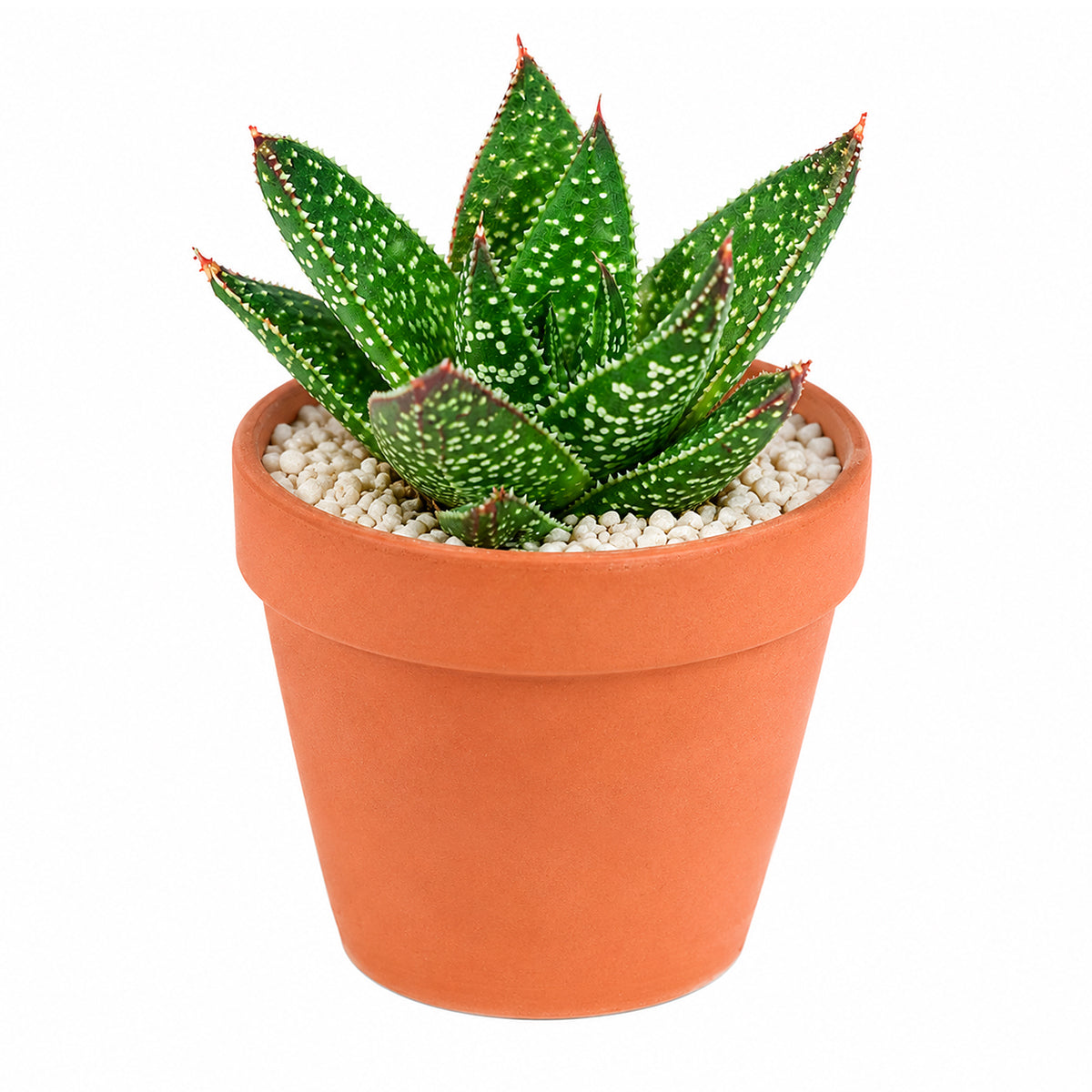 6 inch Gasteraloe beguinii for sale. Gasteraloe beguinii features attractive fleshy foliage with distinctive patterns that bring texture and visual interest to any indoor space. It grows best in bright light with fast-draining soil and is highly drought-tolerant once established. This low-maintenance succulent is ideal for succulent collections, desks, or sunny windowsills.