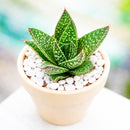 6 inch Gasteraloe beguinii for sale. Gasteraloe beguinii features attractive fleshy foliage with distinctive patterns that bring texture and visual interest to any indoor space. It grows best in bright light with fast-draining soil and is highly drought-tolerant once established. This low-maintenance succulent is ideal for succulent collections, desks, or sunny windowsills.