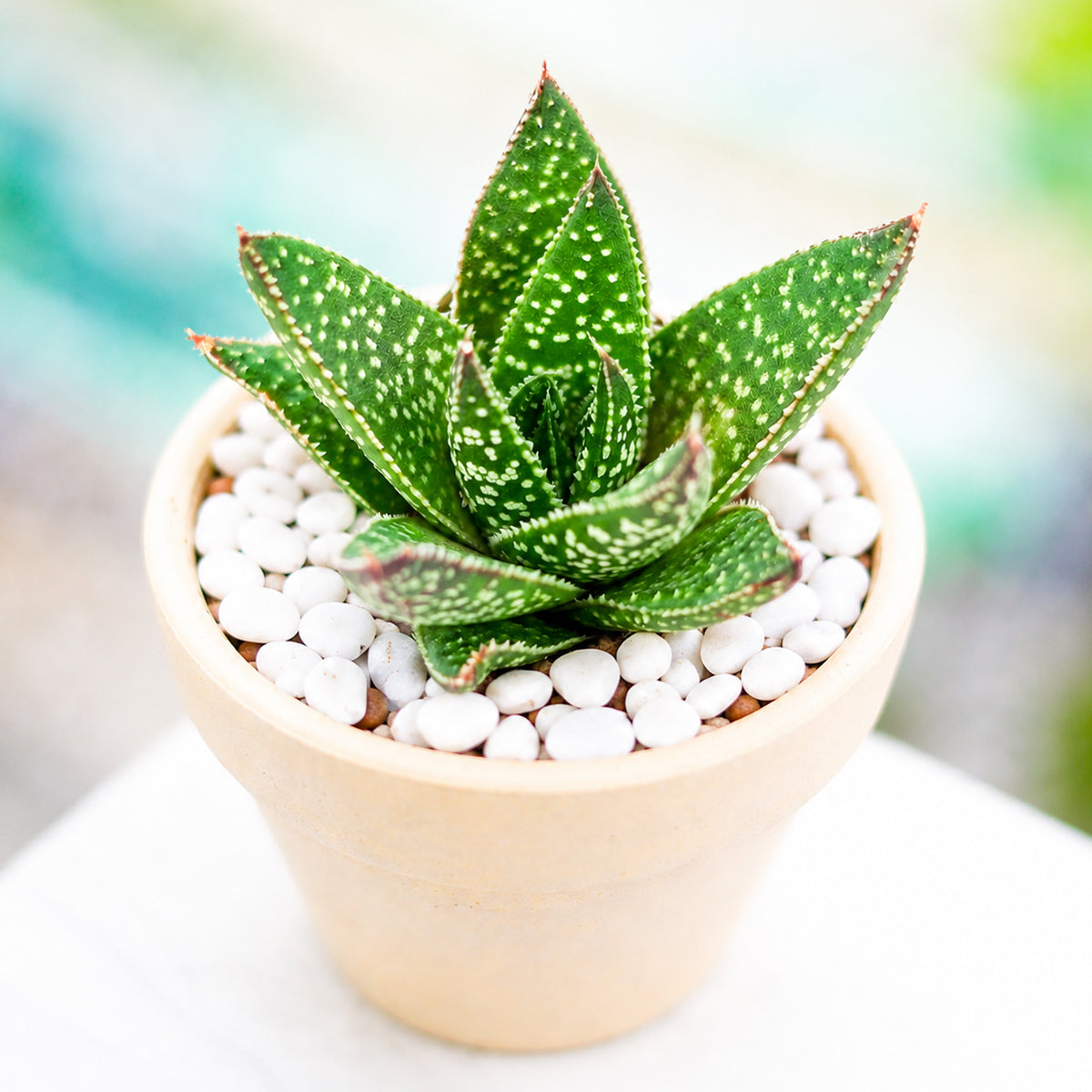 Buy 6 inch Gasteraloe beguinii online. Gasteraloe beguinii is a striking hybrid succulent admired for its thick, textured leaves and compact rosette that adds modern style to any plant collection. It thrives in bright, indirect light with well-draining soil and requires only occasional watering. This easy-care succulent is perfect for homes, offices, or anyone looking to grow a unique indoor plant.