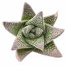 8-pack of 2" live plants for sale. Pick eight favorite plants and enjoy a variety of compact plants in 2" pots. Great for plant collections, gifting, decorating small spaces, and indoor gardening.
