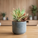8-pack of 2" live plants for sale. Pick eight favorite plants and enjoy a variety of compact plants in 2" pots. Great for plant collections, gifting, decorating small spaces, and indoor gardening.