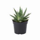 6-inch Gasteraloe beguinii succulent with pointed, white-spotted dark green leaves