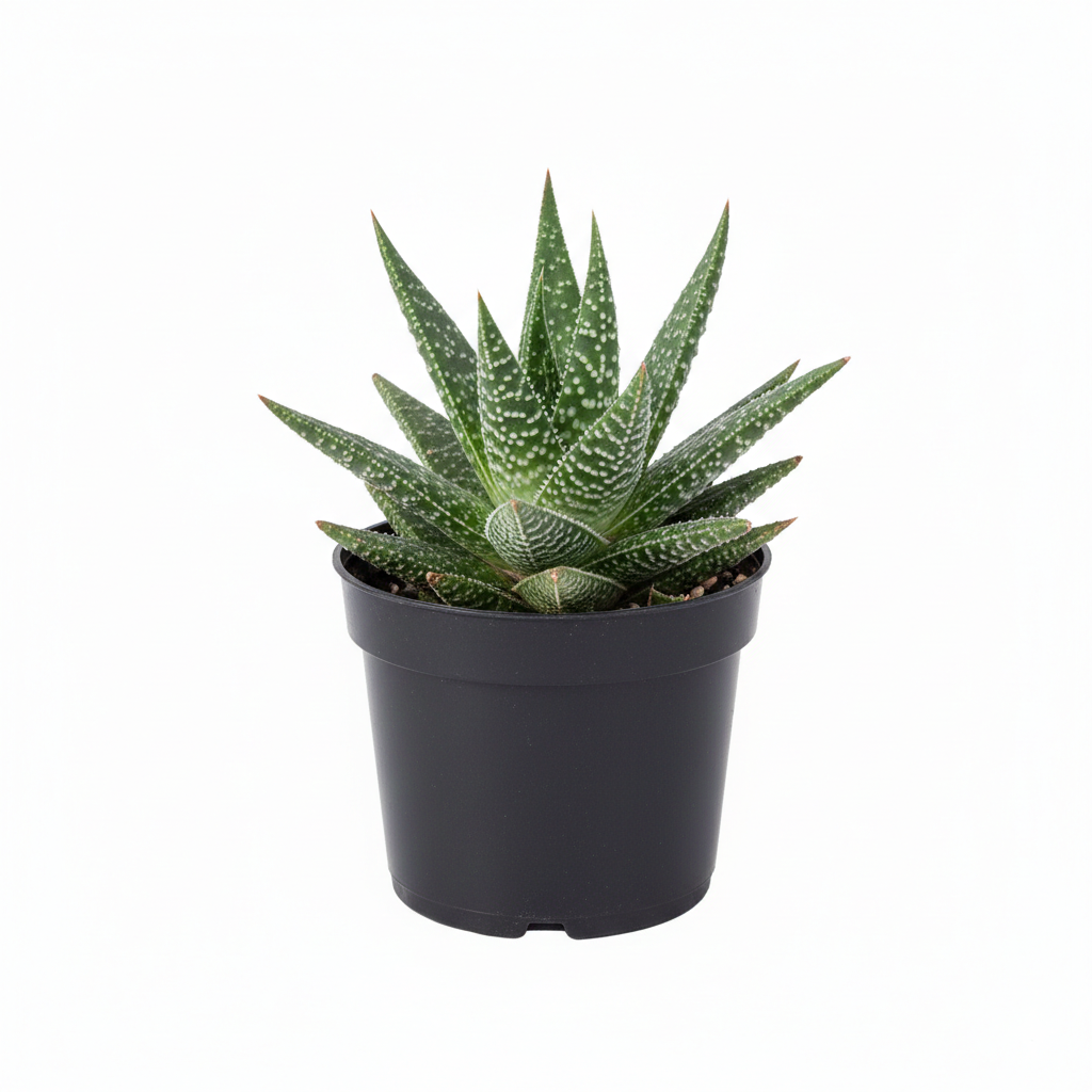 6 inch Gasteraloe beguinii (Lizard Tail or Gonzo Aloe) succulent plant in a plastic nursery pot