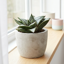 8-pack of 2" live plants for sale. Pick eight favorite plants and enjoy a variety of compact plants in 2" pots. Great for plant collections, gifting, decorating small spaces, and indoor gardening.