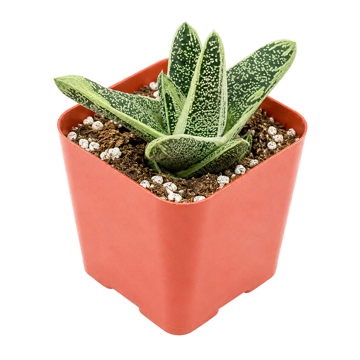 6 inch Gasteria 'Little Warty' for sale. Gasteria 'Little Warty' is a beautiful ornamental succulent known for its distinctive speckled foliage and bold architectural form that stands out in any plant display. It thrives in bright, indirect light with well-draining soil and requires minimal maintenance to flourish. This attractive succulent is perfect for homes, offices, or as a thoughtful gift for plant enthusiasts.