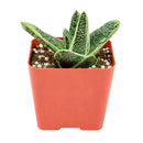 Buy 2 inch Gasteria 'Little Warty' online. Gasteria 'Little Warty' is a charming succulent admired for its thick, textured leaves covered with distinctive white speckles that add character to any plant collection. It thrives in bright, indirect light with well-draining soil and requires only occasional watering. This easy-care succulent is perfect for homes, offices, or anyone looking to grow a unique indoor plant.