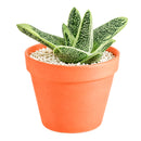 Buy 2 inch Gasteria 'Little Warty' online. Gasteria 'Little Warty' is a charming succulent admired for its thick, textured leaves covered with distinctive white speckles that add character to any plant collection. It thrives in bright, indirect light with well-draining soil and requires only occasional watering. This easy-care succulent is perfect for homes, offices, or anyone looking to grow a unique indoor plant.