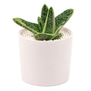 Buy 2 inch Gasteria 'Little Warty' online. Gasteria 'Little Warty' is a charming succulent admired for its thick, textured leaves covered with distinctive white speckles that add character to any plant collection. It thrives in bright, indirect light with well-draining soil and requires only occasional watering. This easy-care succulent is perfect for homes, offices, or anyone looking to grow a unique indoor plant.