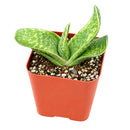 4 inch Gasteria bicolor f. variegata for sale. Gasteria bicolor f. variegata features thick, fleshy leaves with eye-catching variegation and a compact growth habit that brings lasting beauty to any space. It grows best in bright light with fast-draining soil and is highly drought-tolerant once established. This low-maintenance succulent is ideal for succulent collections, desks, or sunny windowsills.