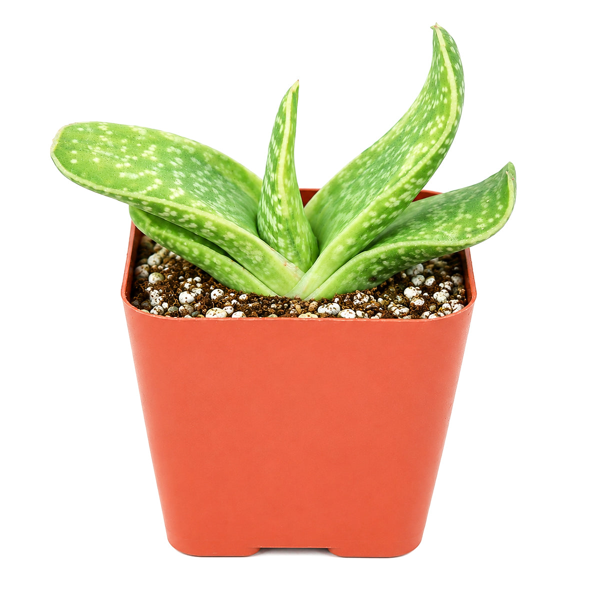 4 inch Gasteria bicolor f. variegata for sale. Gasteria bicolor f. variegata is a compact ornamental succulent known for its architectural form and distinctive cream-and-green variegated leaves. It thrives in bright, indirect light with well-draining soil and requires minimal maintenance. This attractive succulent is perfect for homes, offices, or as a thoughtful gift for plant enthusiasts.
