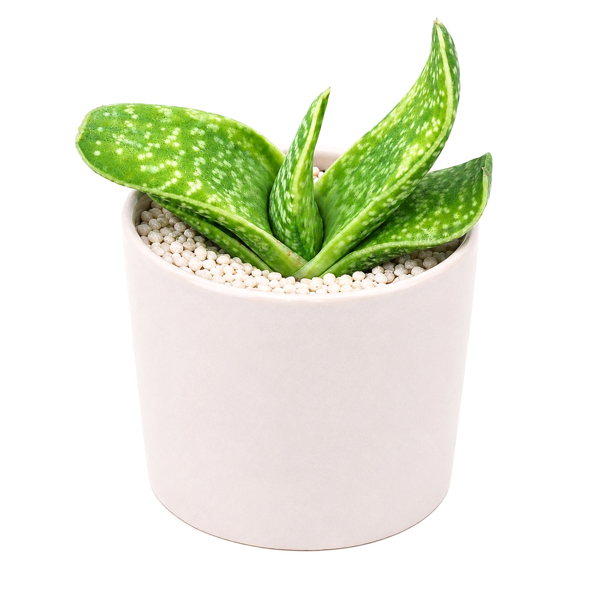 Buy 4 inch Gasteria bicolor f. variegata online. This beautiful variegated succulent is prized for its textured foliage and elegant color patterns that make it a standout in any plant display. It prefers bright, indirect light, well-draining soil, and infrequent watering for healthy growth. This hardy succulent is an excellent choice for beginners, collectors, or anyone looking for an easy-care houseplant.