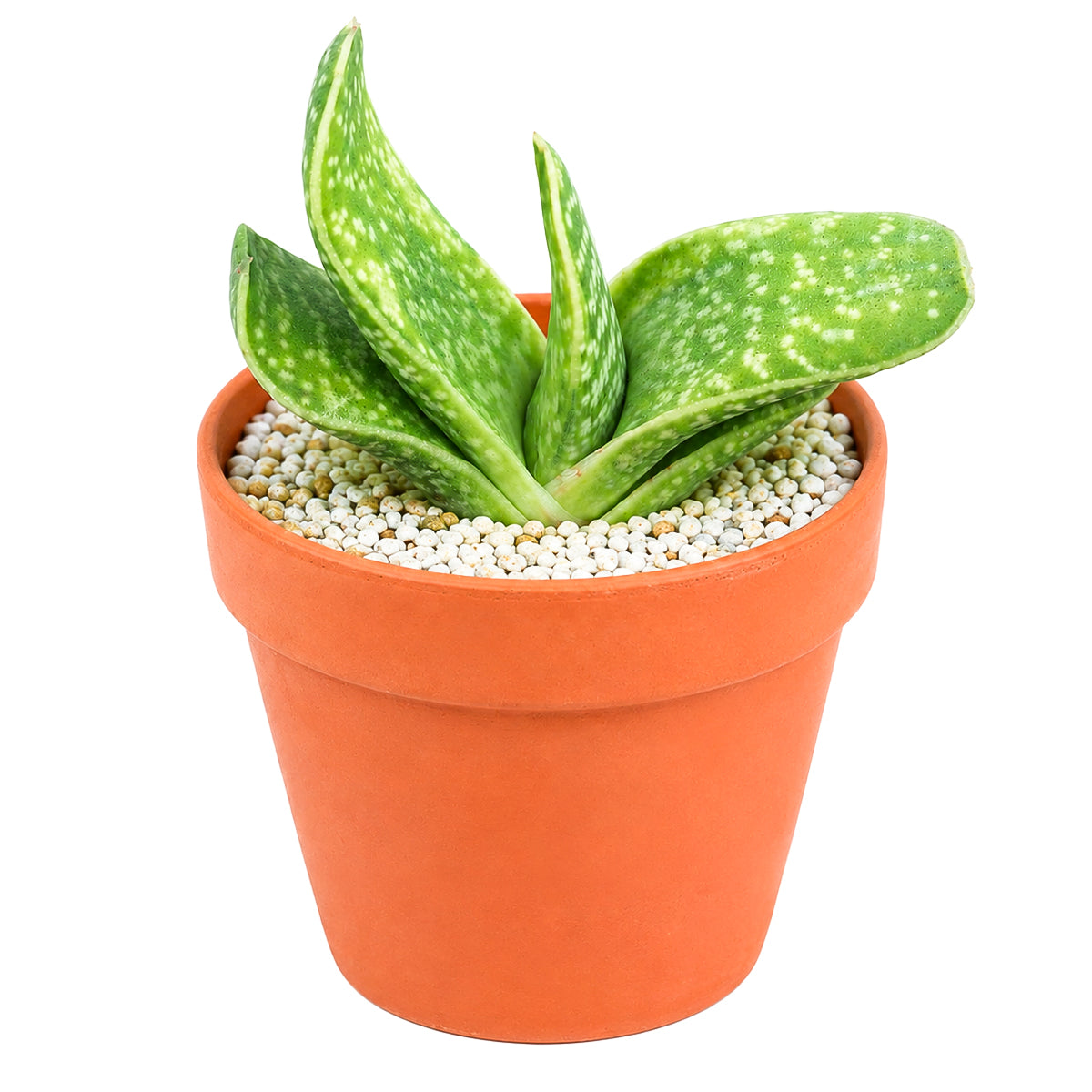 4 inch Gasteria bicolor f. variegata for sale. Gasteria bicolor f. variegata features thick, fleshy leaves with eye-catching variegation and a compact growth habit that brings lasting beauty to any space. It grows best in bright light with fast-draining soil and is highly drought-tolerant once established. This low-maintenance succulent is ideal for succulent collections, desks, or sunny windowsills.