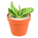 4 inch Gasteria bicolor f. variegata for sale. Gasteria bicolor f. variegata features thick, fleshy leaves with eye-catching variegation and a compact growth habit that brings lasting beauty to any space. It grows best in bright light with fast-draining soil and is highly drought-tolerant once established. This low-maintenance succulent is ideal for succulent collections, desks, or sunny windowsills.