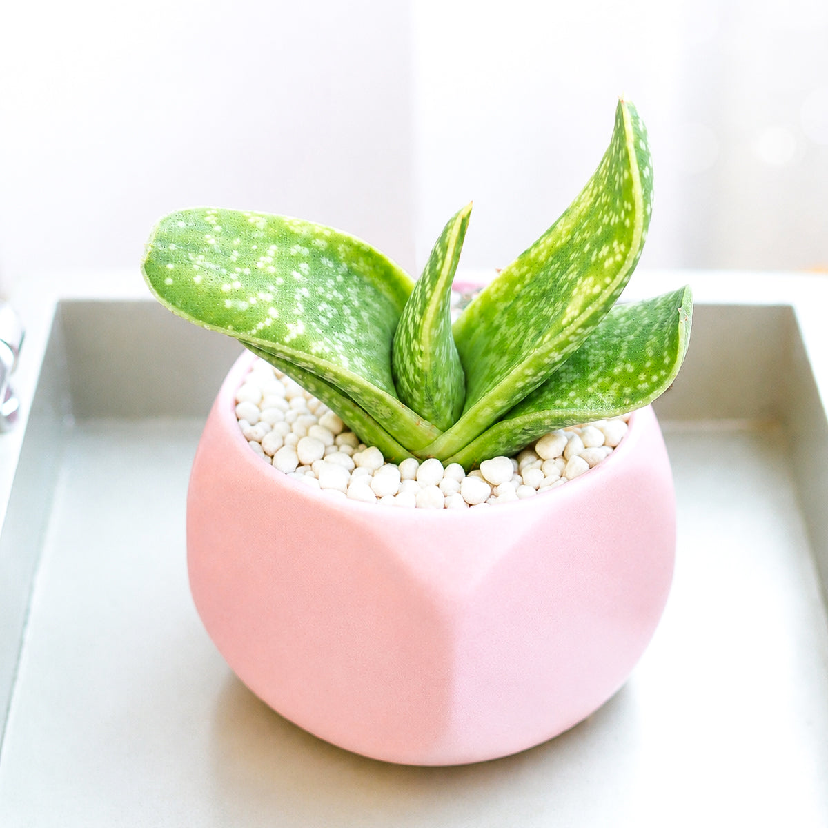 Buy 4 inch Gasteria bicolor f. variegata online. Gasteria bicolor f. variegata is a stunning succulent admired for its beautifully variegated green and cream foliage that adds striking contrast to any indoor plant collection. It thrives in bright, indirect light with well-draining soil and requires only occasional watering. This easy-care succulent is perfect for homes, offices, or anyone looking to grow a unique variegated plant.