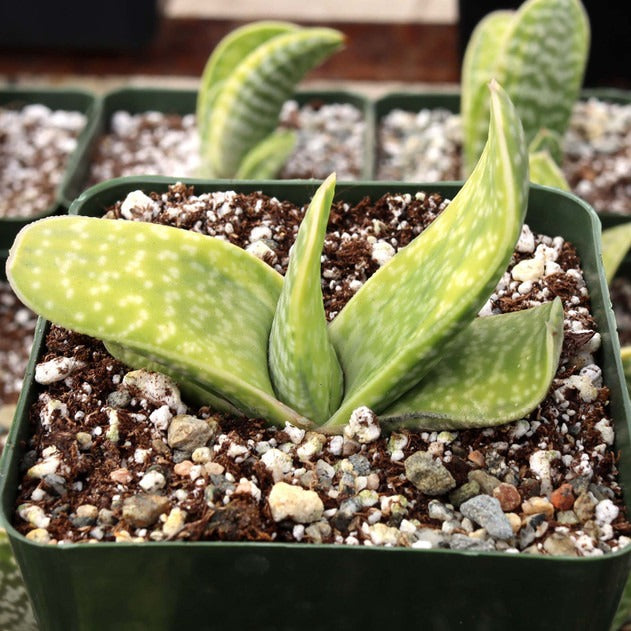 Gasteria bicolor f. variegata