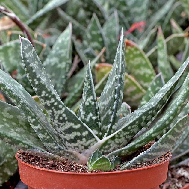 buy gasteria bicolor large live succulent 4 inch online, dark green leaves with white spotted banding and firm tongue-shaped form, thick fleshy leaves with rough bumpy texture and striking variegated pattern, slow-growing compact rosette that fans out symmetrically over time, highly adaptable succulent that tolerates low light better than most succulents, drought tolerant and easy care plant ideal for beginners and collectors alike, bold textured accent for a modern indoor shelf or windowsill display