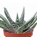Buy an 8-pack of 4" live plants online. Choose eight plants of your choice to create a lush and diverse collection in 4" pots. Perfect for filling larger spaces, decorating your home or office, and growing your plant collection.