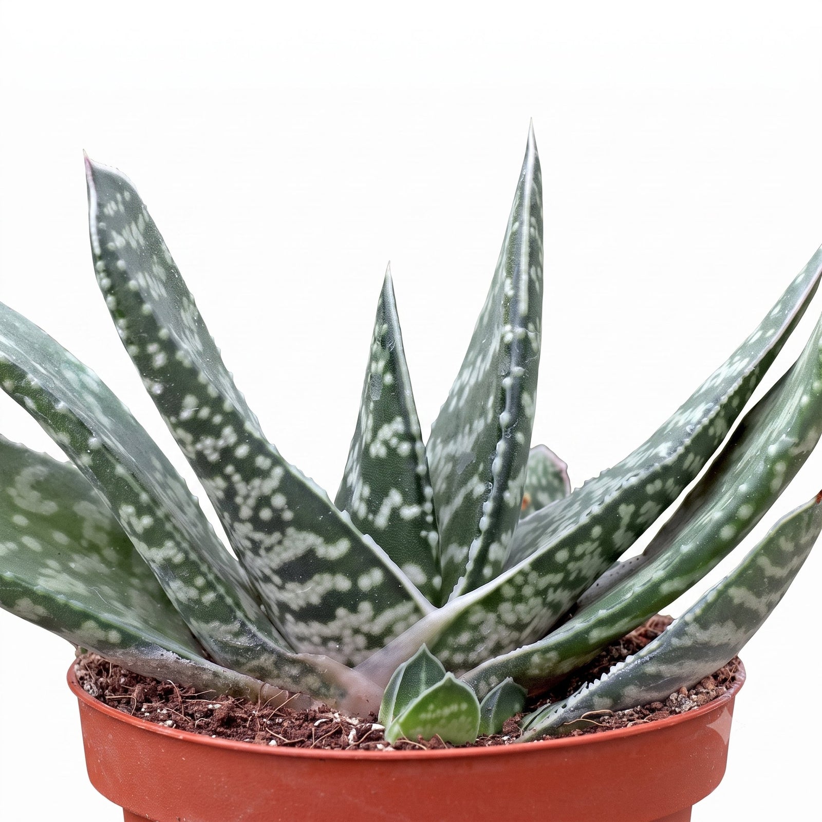 buy gasteria bicolor large live succulent 4 inch online, dark green leaves with white spotted banding and firm tongue-shaped form, thick fleshy leaves with rough bumpy texture and striking variegated pattern, slow-growing compact rosette that fans out symmetrically over time, highly adaptable succulent that tolerates low light better than most succulents, drought tolerant and easy care plant ideal for beginners and collectors alike, bold textured accent for a modern indoor shelf or windowsill display