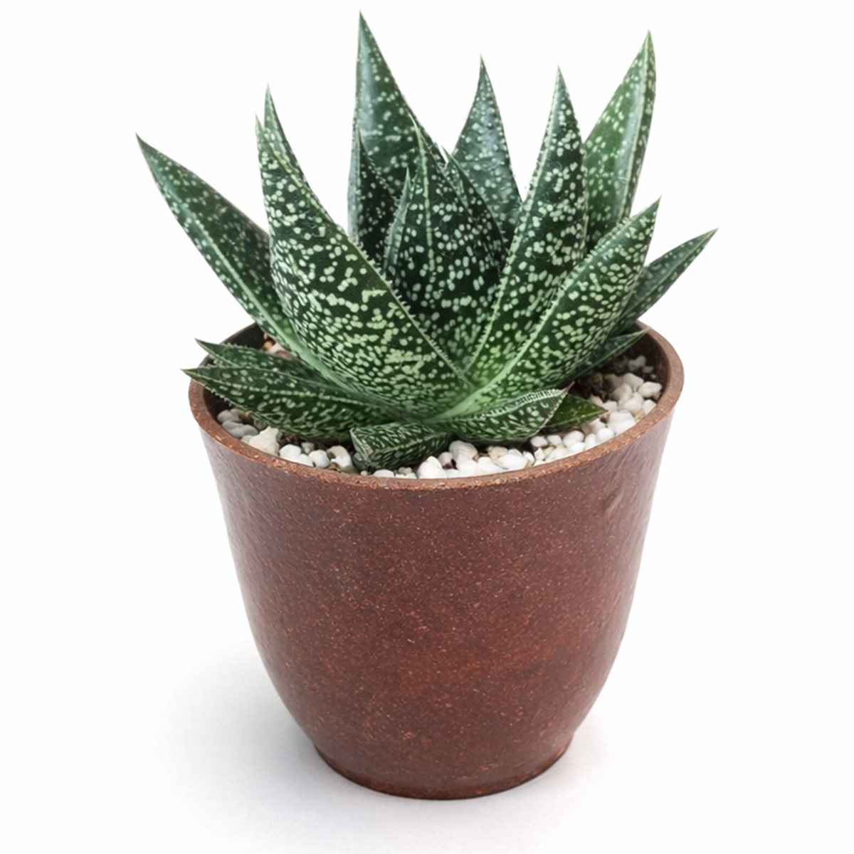 2 inch gasteria flow spiky aloe live succulent for sale, deep forest green leaves with white spotting, spiky compact rosette silhouette, easy care low-maintenance hybrid, bright indirect light requirement, natural bohemian home accent, unique collector succulent gift in clay pot