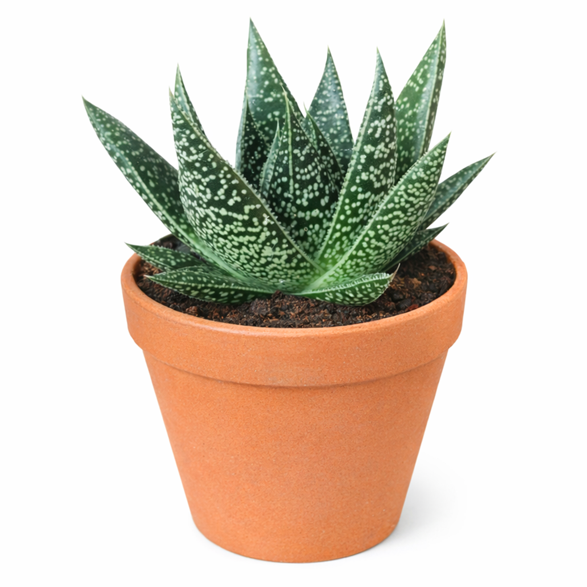 2 inch gasteria flow spiky aloe live succulent for sale, dark green white-dotted triangular foliage, compact toothed-margin rosette, slow growing small space plant, easy care minimal watering, sculptural architectural indoor decor, beautiful gift for succulent enthusiasts in bamboo pot