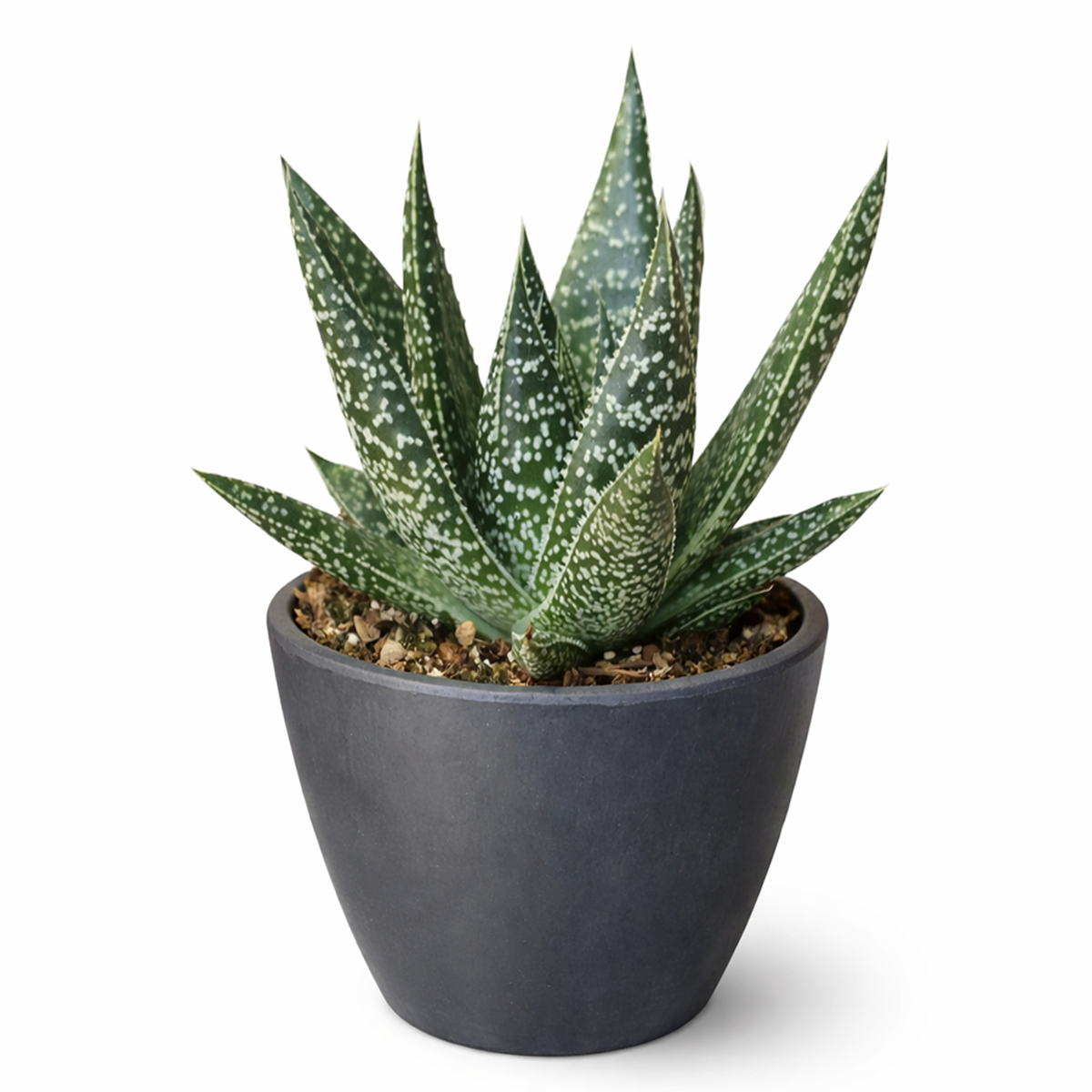 succulent plant with spiky leaves Gasteria Flow Lace Aloe Succulent Plant | How to Care for Gasteria