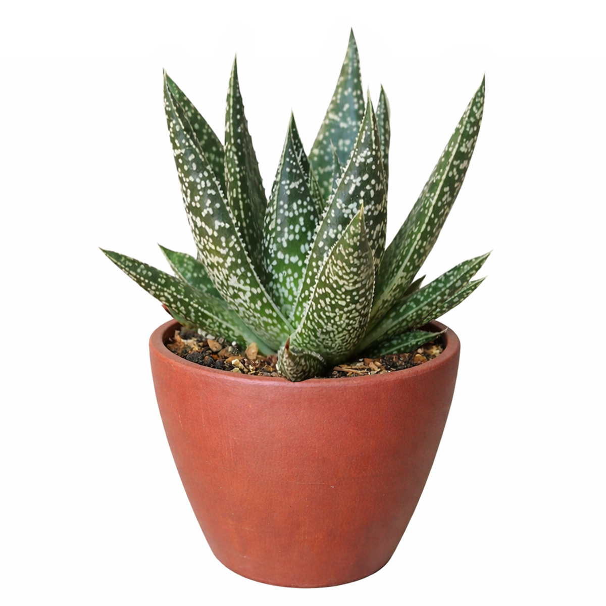 gasteria flow succulent Gasteria Flow Lace Aloe Succulent