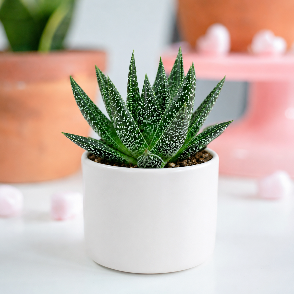 buy gasteria flow spiky aloe live succulent 2 inch online, thick dark green speckled succulent leaves, toothed margin rosette habit, slow-growing small footprint plant, low maintenance beginner friendly care, architectural indoor decoration, unique succulent gift idea in plastic pot