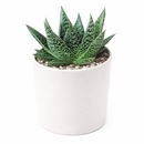 buy gasteria flow spiky aloe live succulent 4" pot online, sturdy rosette with toothed spiky leaf edges and white dot patterning, dark green foliage with architectural appeal, offset-producing clumping habit, drought tolerant and pet friendly, beautiful nature-inspired indoor decor piece, ideal succulent gift for beginners or collectors