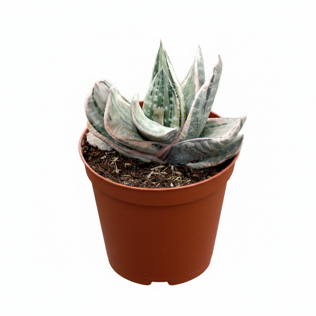Gasteria Fuji Yuki in 4 inch plastic pot, buy Gasteria Fuji Yuki online, unique color succulents