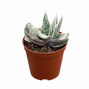 Gasteria Fuji Yuki in 4 inch plastic pot, buy Gasteria Fuji Yuki online, unique color succulents
