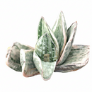 Gasteria Fuji Yuki in 4 inch plastic pot, buy Gasteria Fuji Yuki online, unique color succulents