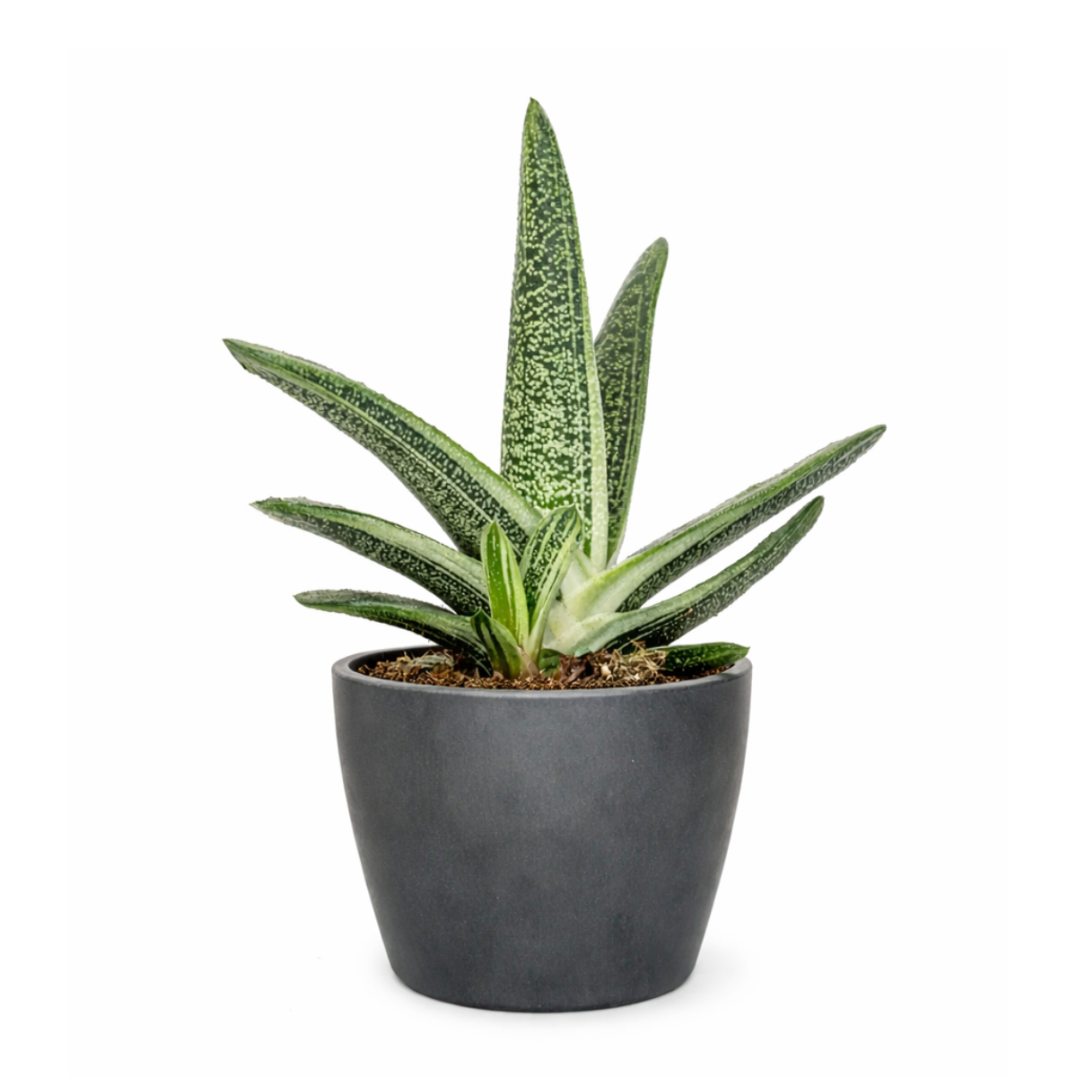 little warty succulent care Gasteria Little Warty Succulent - Unique Texture Low Maintenance Plant