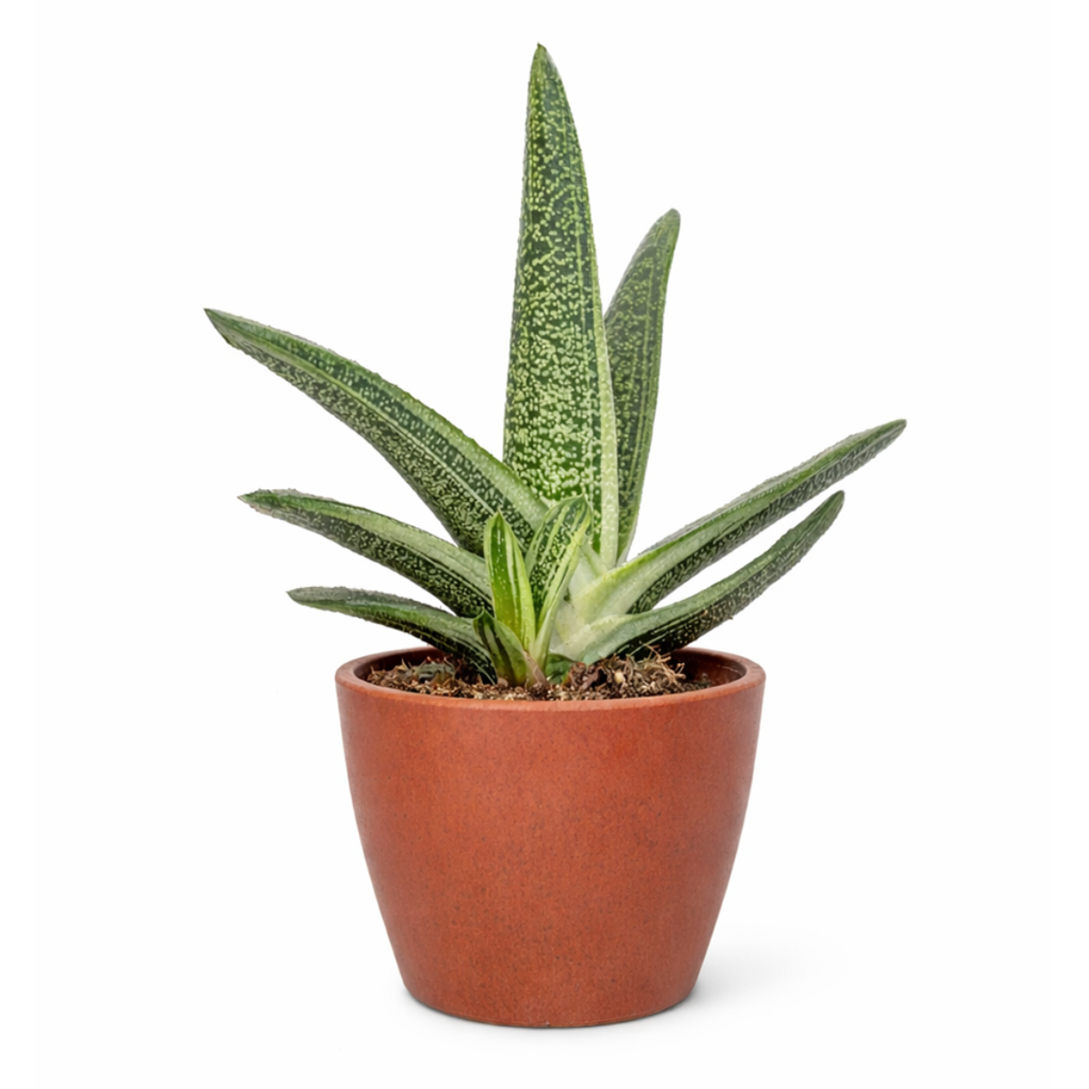 wart succulent Gasteria Little Warty Succulent - Unique Texture Low Maintenance Plant