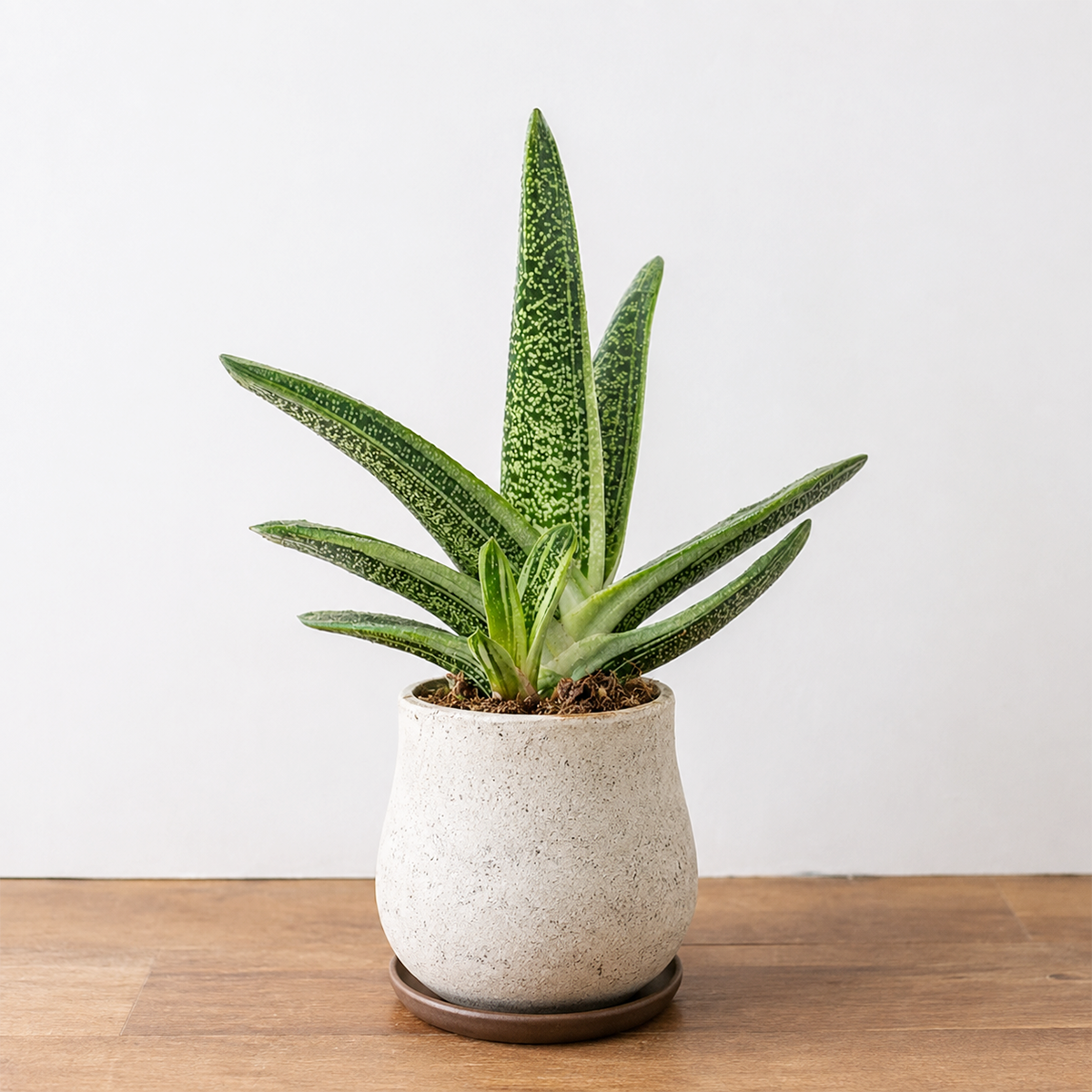 Gasteria Little Warty