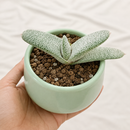 8-pack of 2" live plants for sale. Pick eight favorite plants and enjoy a variety of compact plants in 2" pots. Great for plant collections, gifting, decorating small spaces, and indoor gardening.