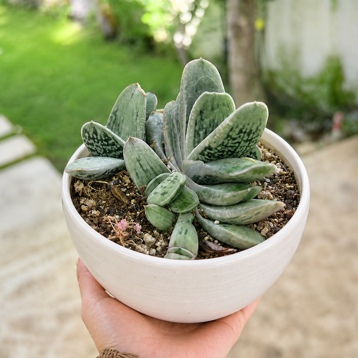 Buy Gasteria armstrongii hybrid live plant online. This compact succulent features thick, textured green leaves arranged in a distinctive rosette. Easy to care for, it thrives in bright indirect light, well-draining soil, and occasional watering.
