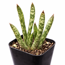 2 inch Gasteria bicolor f. caespitosa, green succulents, indoor succulents, succulent care guide, buy succulents online