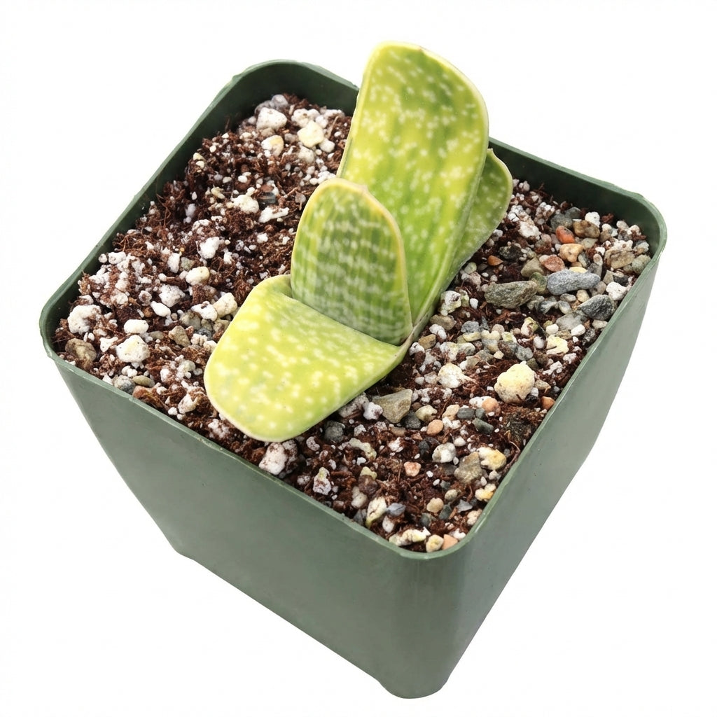 4 inch Gasteria bicolor f. variegata, green succulents, indoor succulents, succulent care guide, buy succulents online