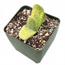 4 inch Gasteria bicolor f. variegata, green succulents, indoor succulents, succulent care guide, buy succulents online