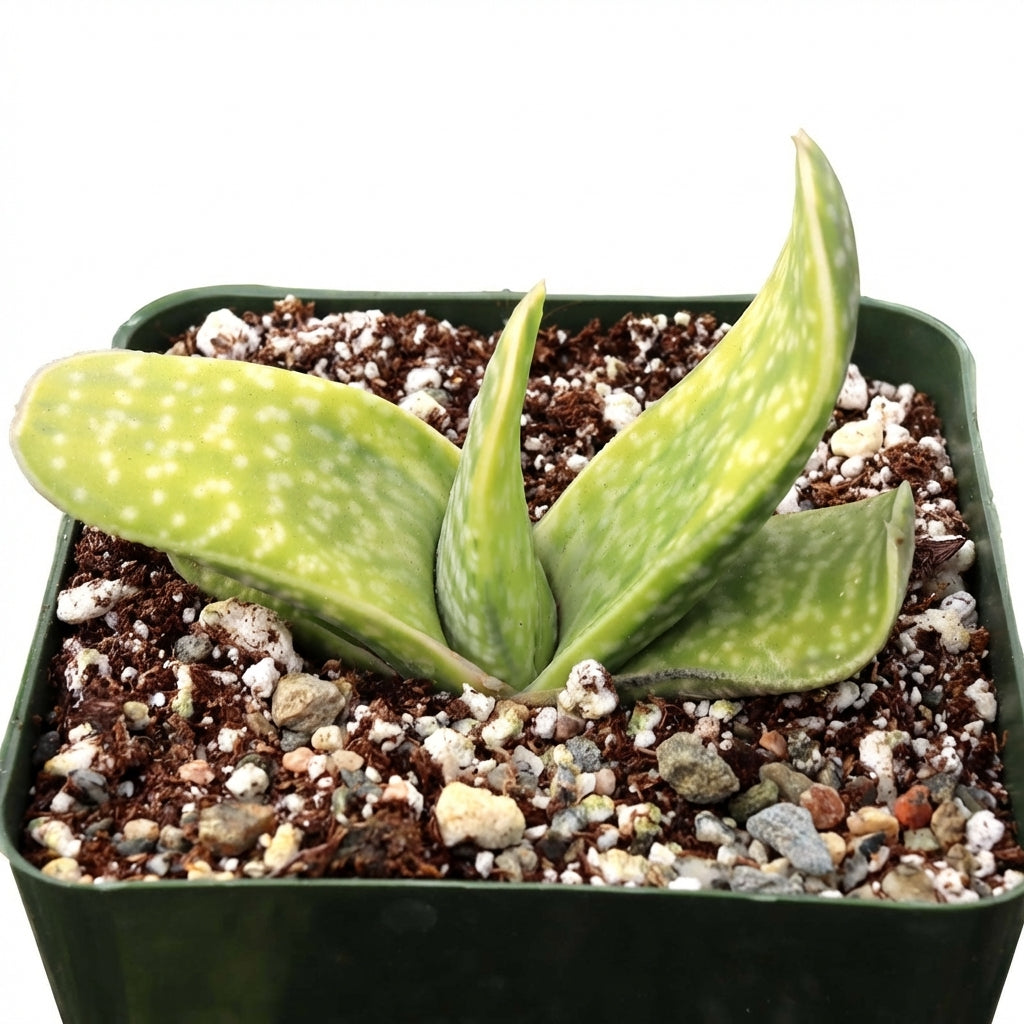 4 inch Gasteria bicolor f. variegata, green succulents, indoor succulents, succulent care guide, buy succulents online
