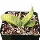 4 inch Gasteria bicolor f. variegata, green succulents, indoor succulents, succulent care guide, buy succulents online