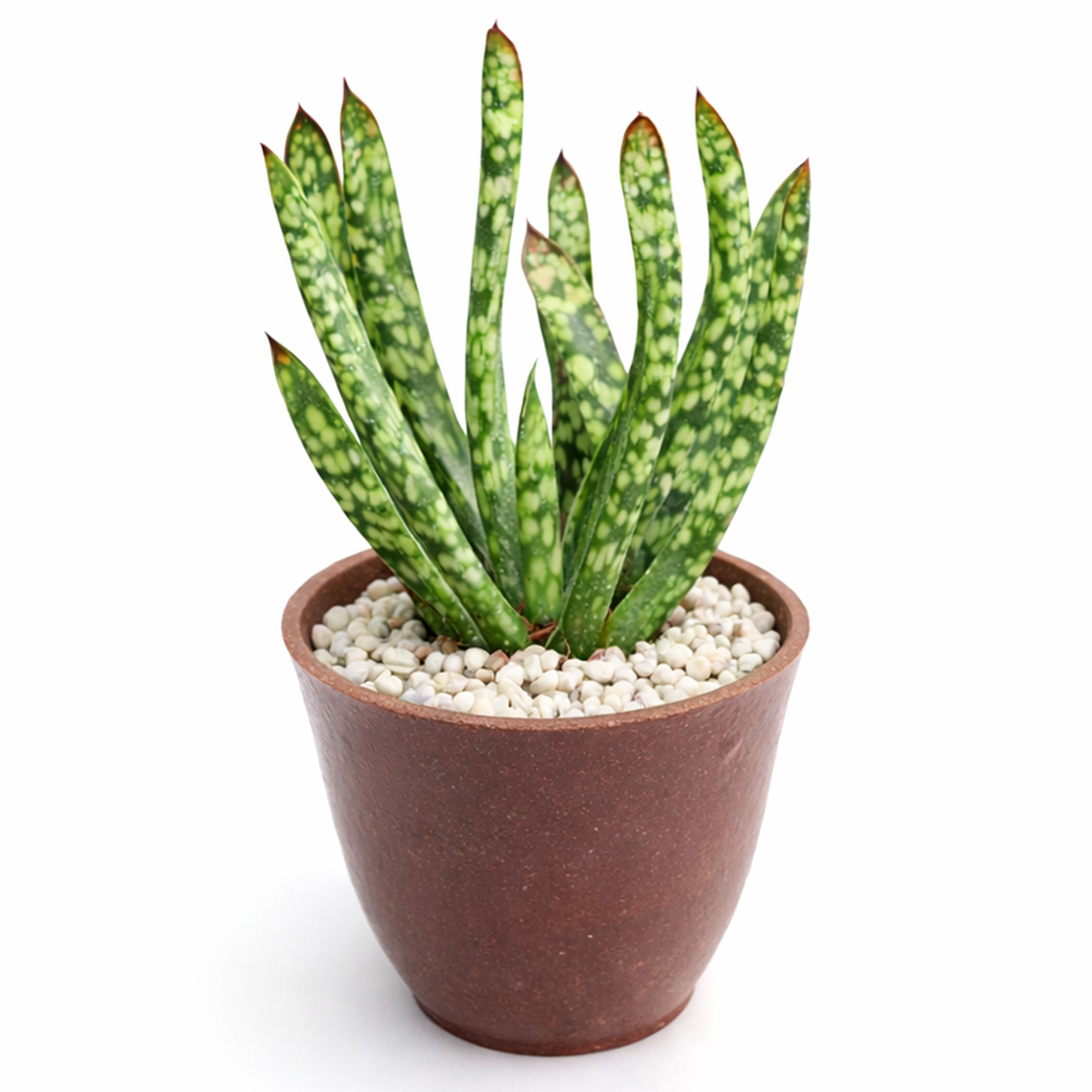 Gasteria bicolor f. caespitosa