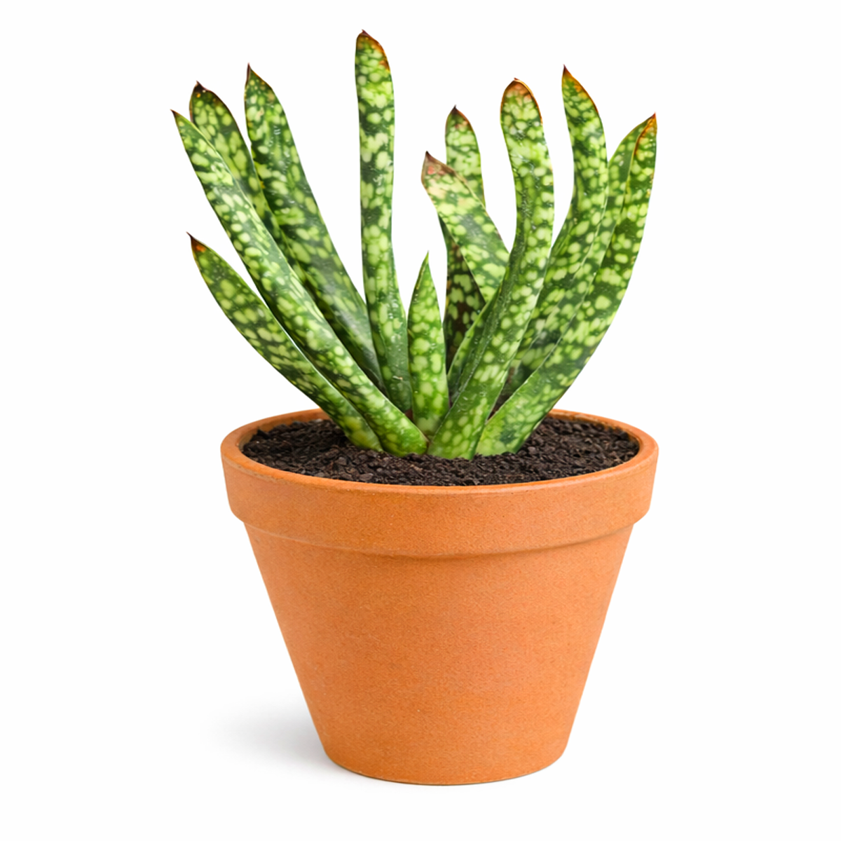 Gasteria bicolor f. caespitosa