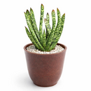 Gasteria bicolor f. caespitosa